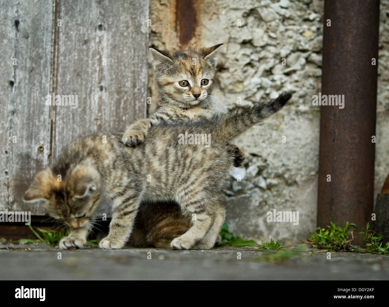 Two brown-tabby kittens, farm cats, playing in front of a barn door, Satteldorf, Hohelohe, Baden-Württemberg, Germany Stock Photo