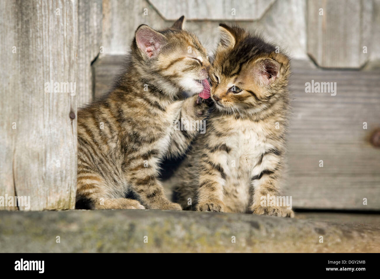 2 brown tabby kittens sitting in front of a wooden door and grooming each other, Satteldorf, Hohenlohe, Baden-Württemberg Stock Photo