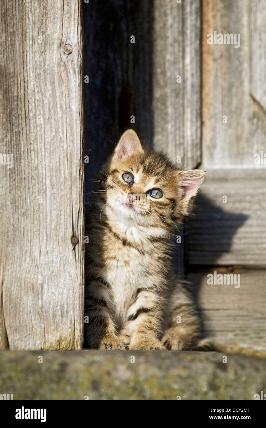 Domestic angry cat sitting in front of entry door. Kitten is