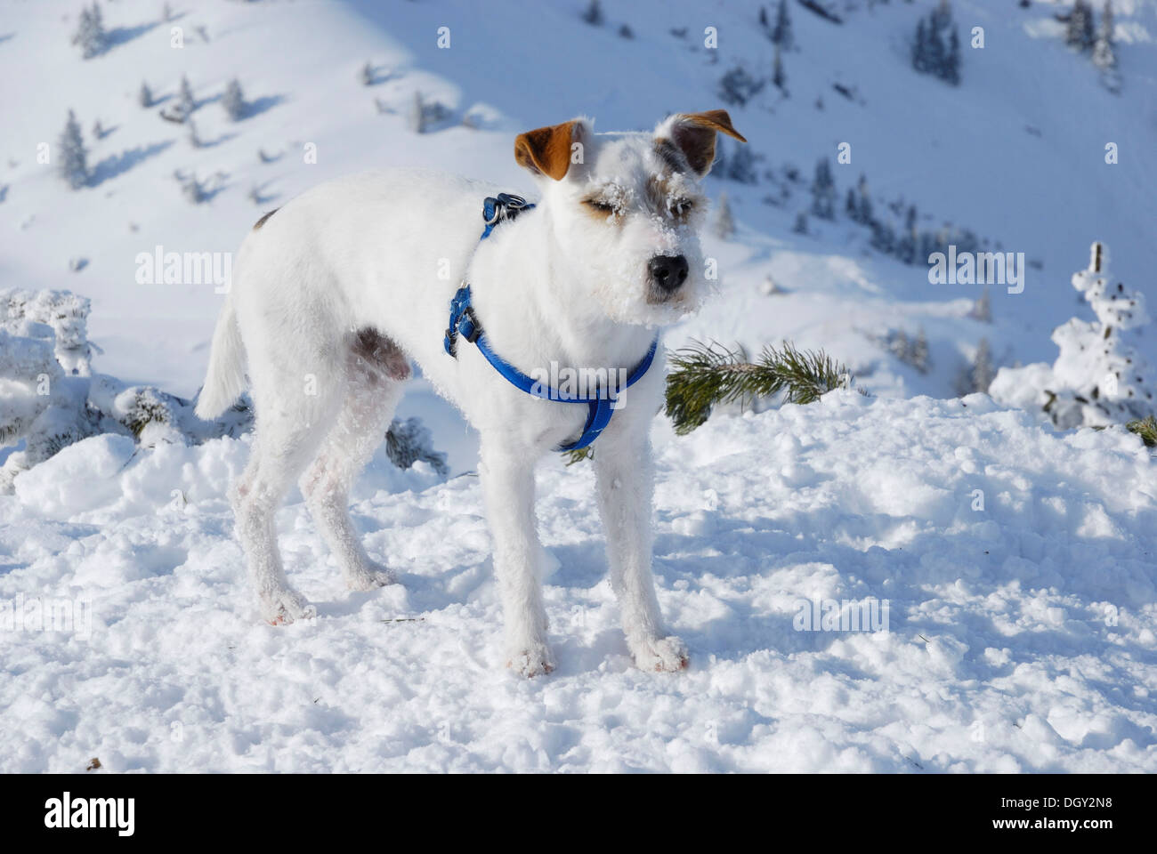 Parson Russell Terrier in a winter landscape, Wendelstein Mountains, Bavaria Stock Photo