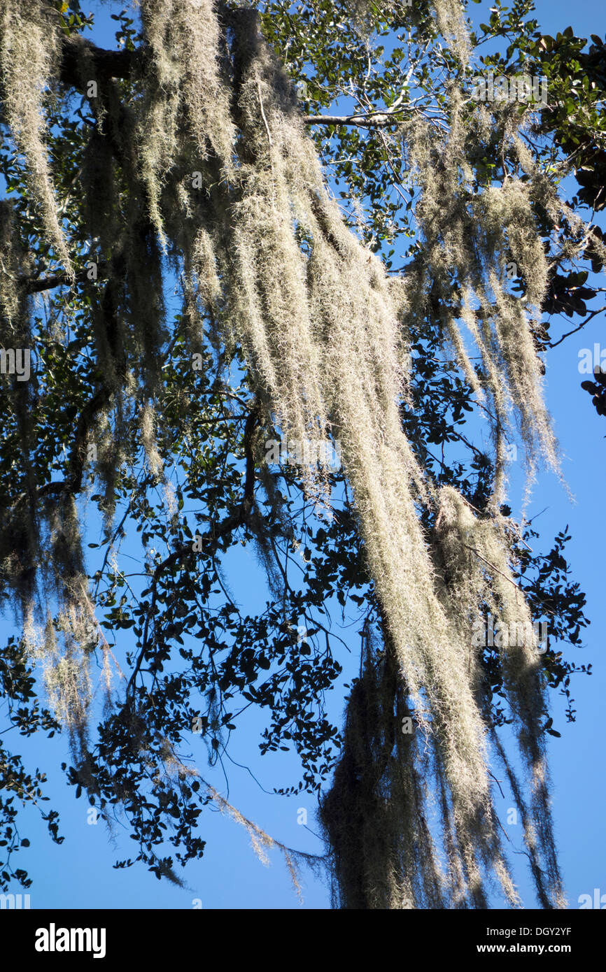 Spanish moss (Tillandsia usneoides) on a Southern Live Oak in Central