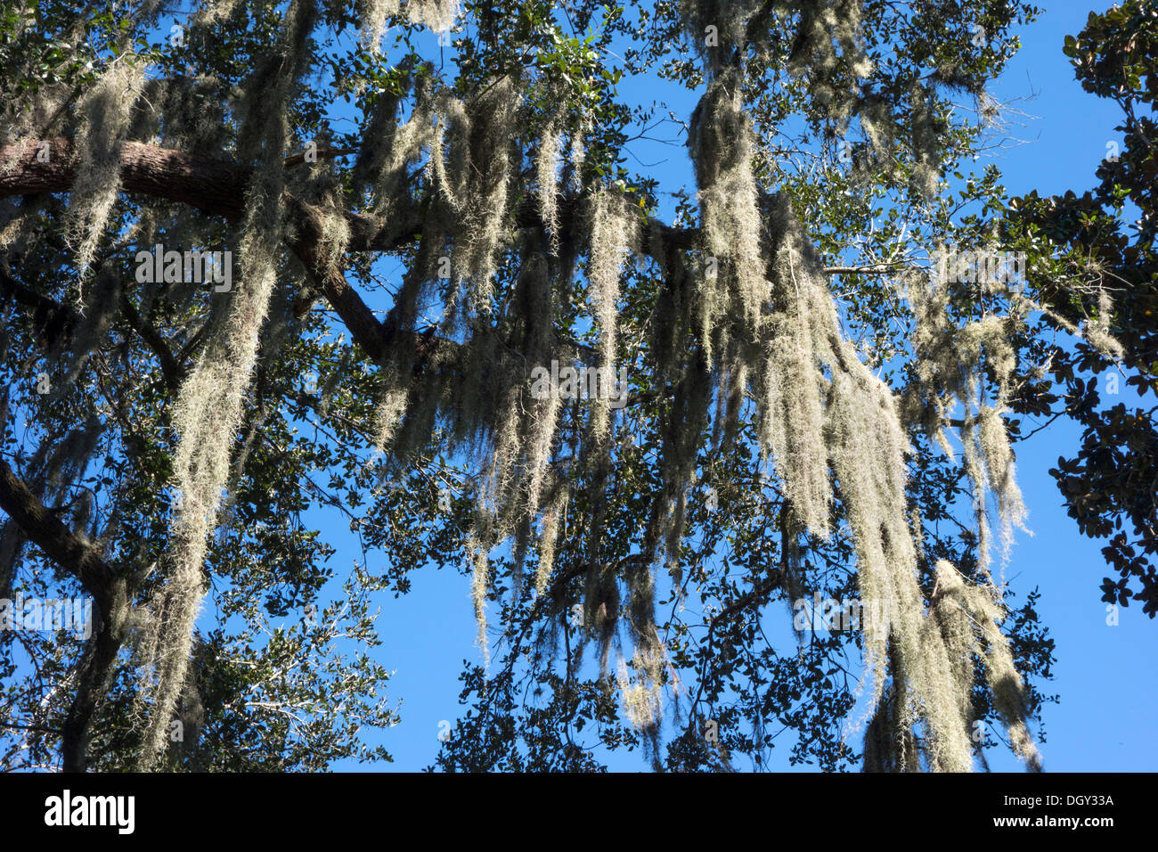 Spanish moss (Tillandsia usneoides) on a Southern Live Oak in Central Florida, USA Stock Photo