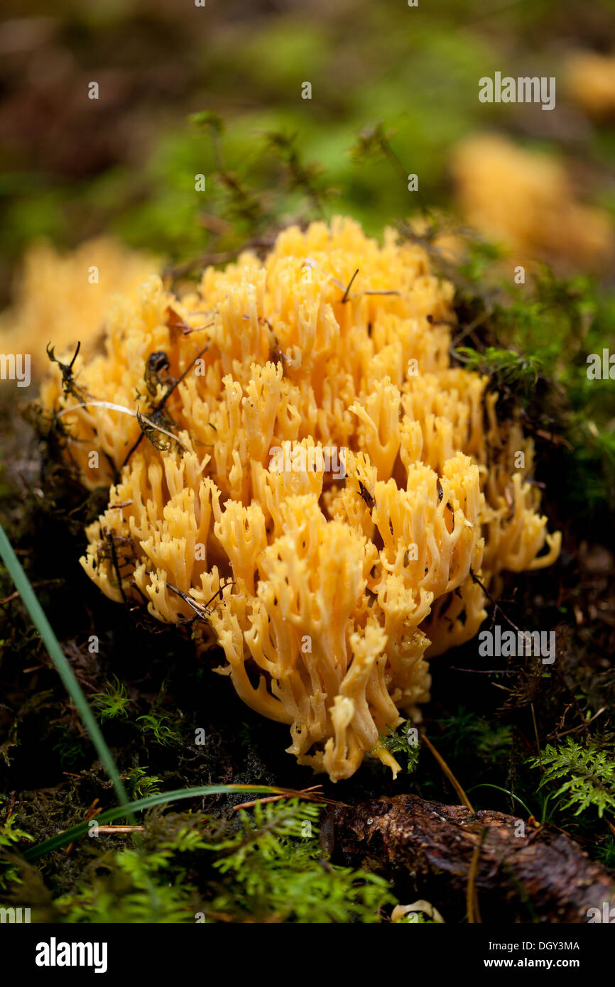 ramaria mushroom detail macro in forest autumn seasonal closeup nature Stock Photo