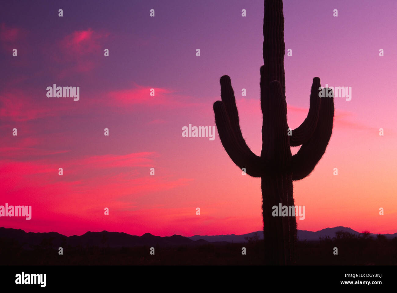 Saguaro sunset, Sonoran Desert National Monument, Arizona Stock Photo ...