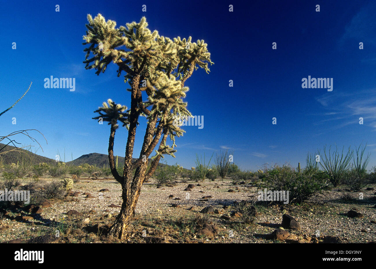 Cholla, Table Top Wilderness, Sonoran Desert National Monument, Arizona