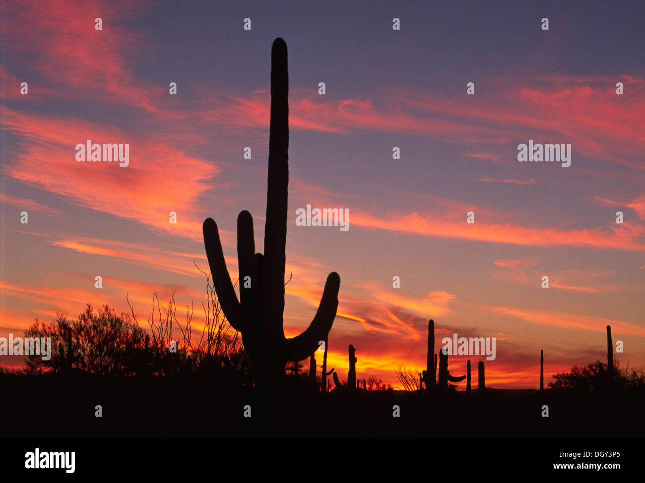 Saguaro sunset, Table Top Wilderness, Sonoran Desert National Monument