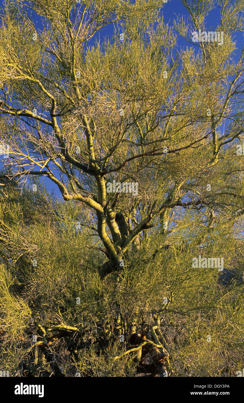 Palo Verde, Table Top Wilderness, Sonoran Desert National Monument