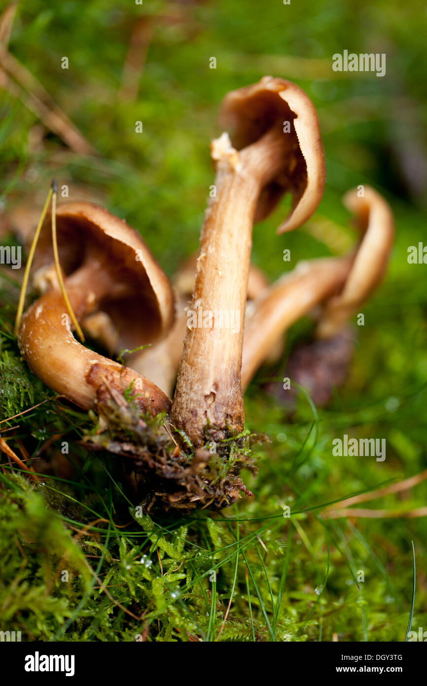 brown mushroom autumn outdoor macro closeup seasonal Stock Photo