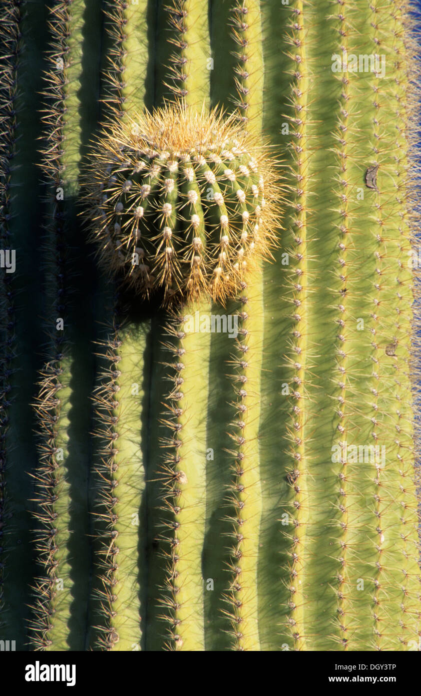 Saguaro arm, Organ Pipe Cactus National Monument, Arizona Stock Photo ...