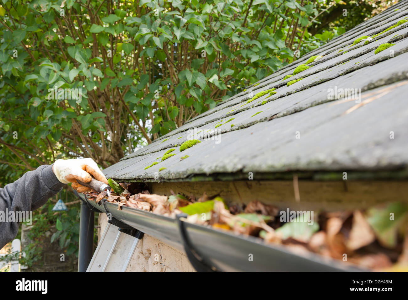 clearing gutter blocked with autumn leaves Stock Photo - Alamy