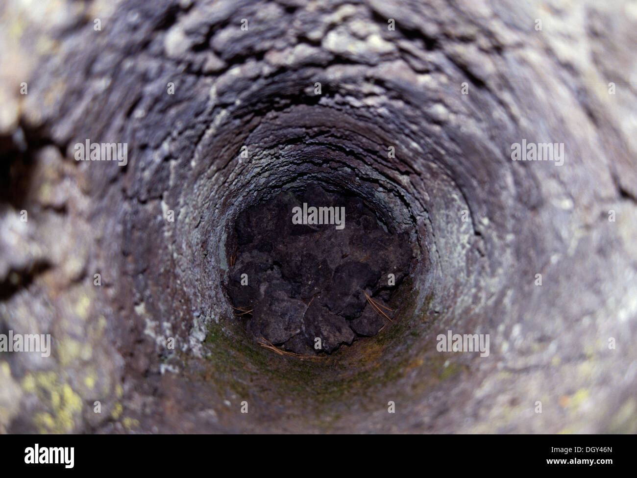 Lava cast-Lava Cast Forest Trail, Newberry National Volcanic Monument, Oregon Stock Photo