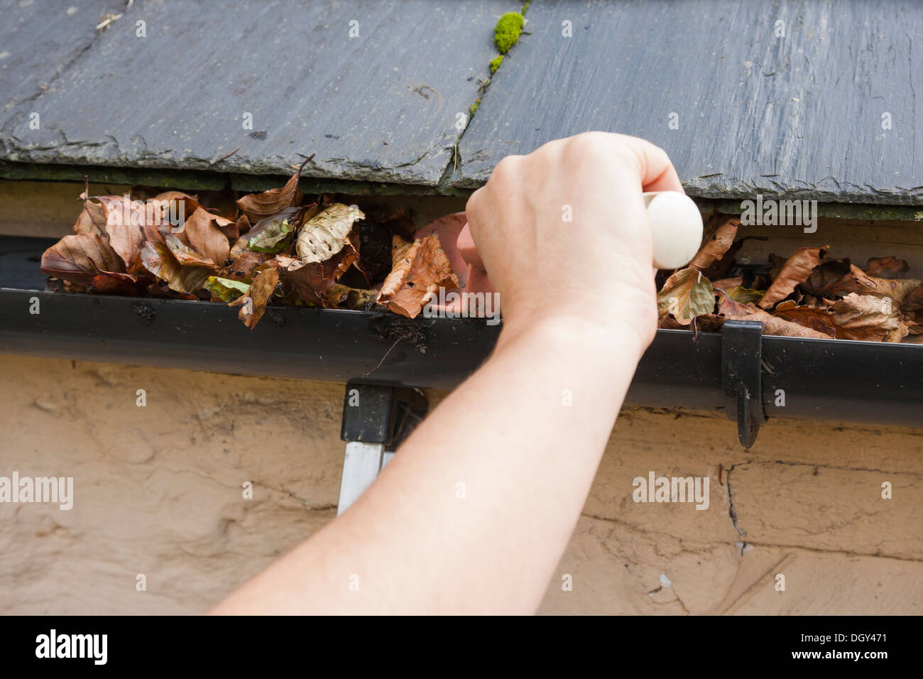 clearing gutter blocked with autumn leaves Stock Photo - Alamy
