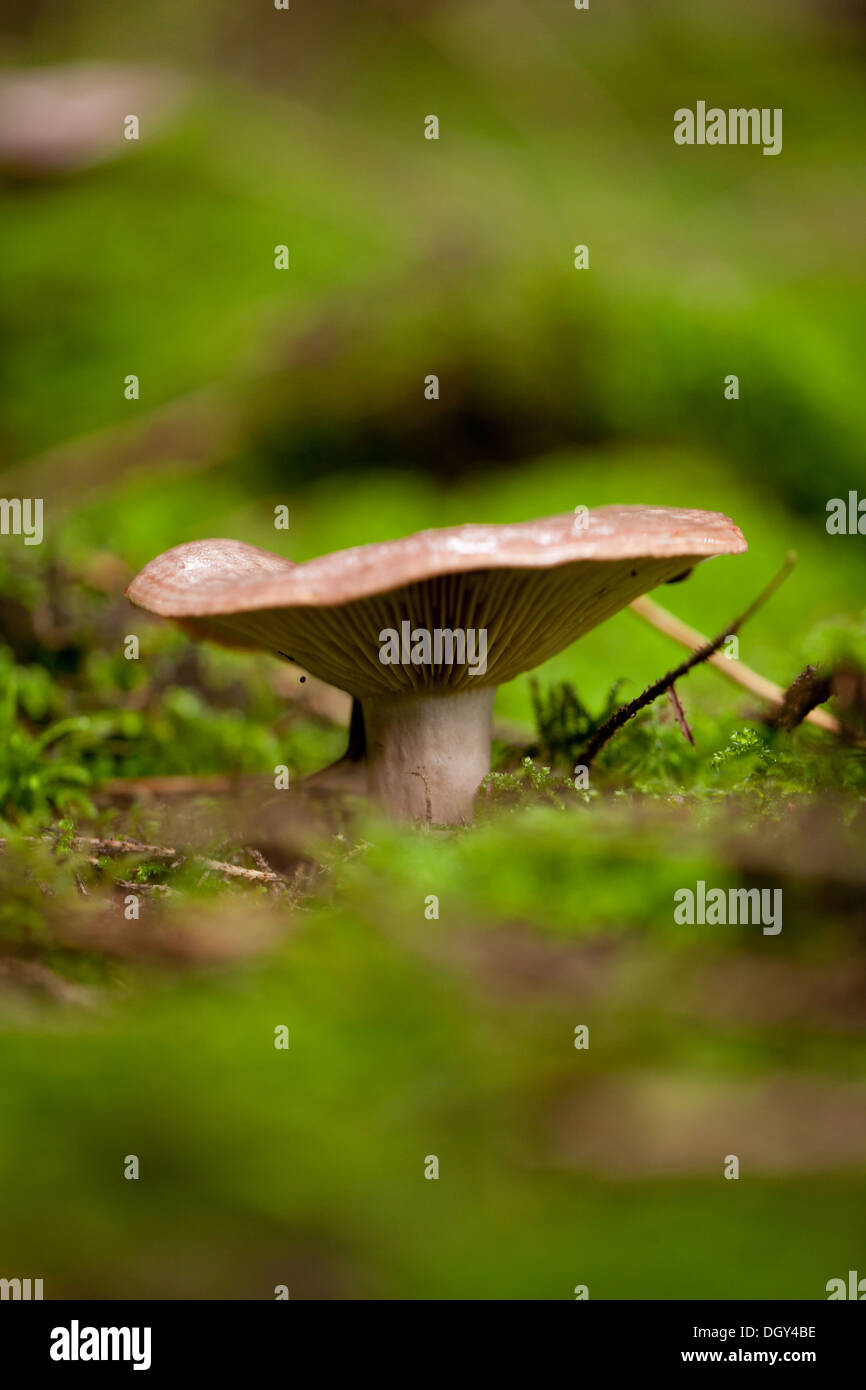 brown mushroom autumn outdoor macro closeup seasonal Stock Photo