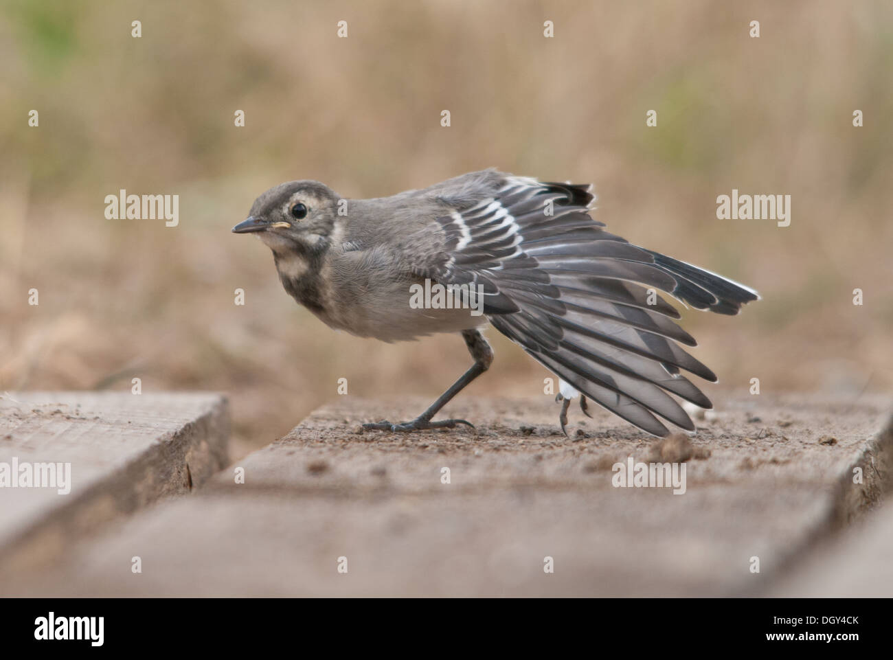 Pied wagtail stretching its wing Stock Photo