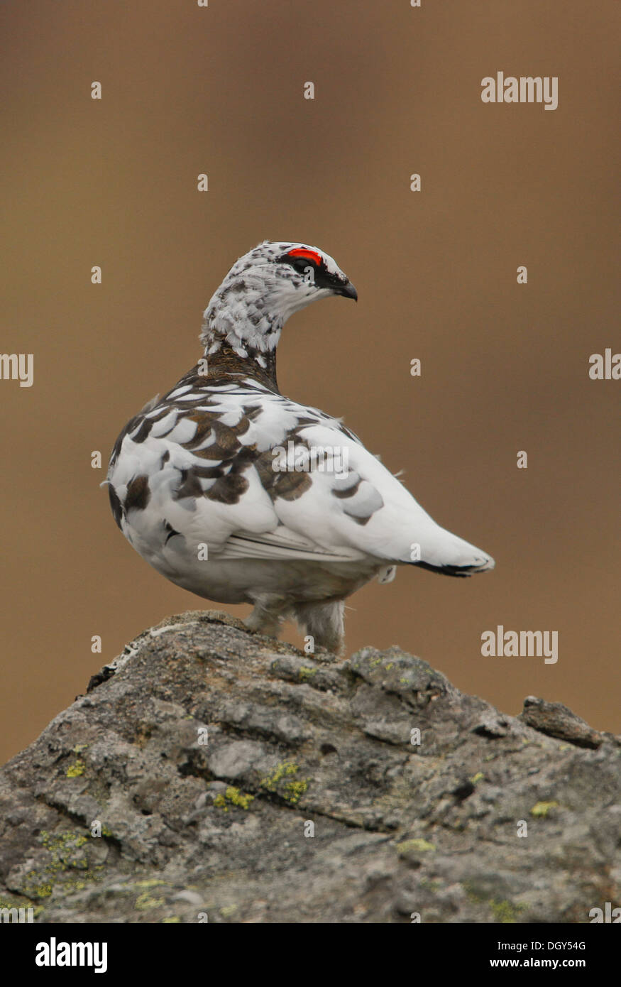 A male ptarmigan posing on a rock with a clean background Stock Photo