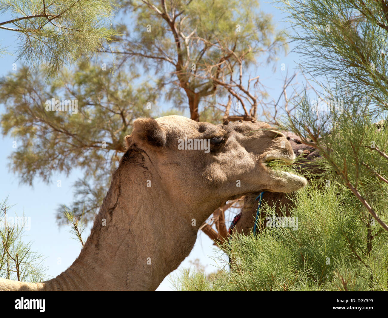 Tamarisk tree hires stock photography and images Alamy