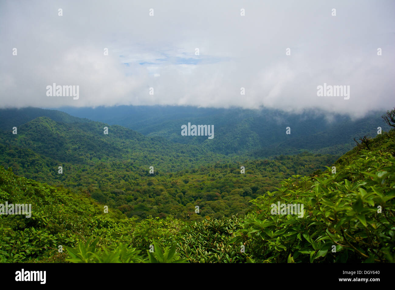 View of the trees and mountains from a platform at the Monteverde Biological Reserve. Stock Photo