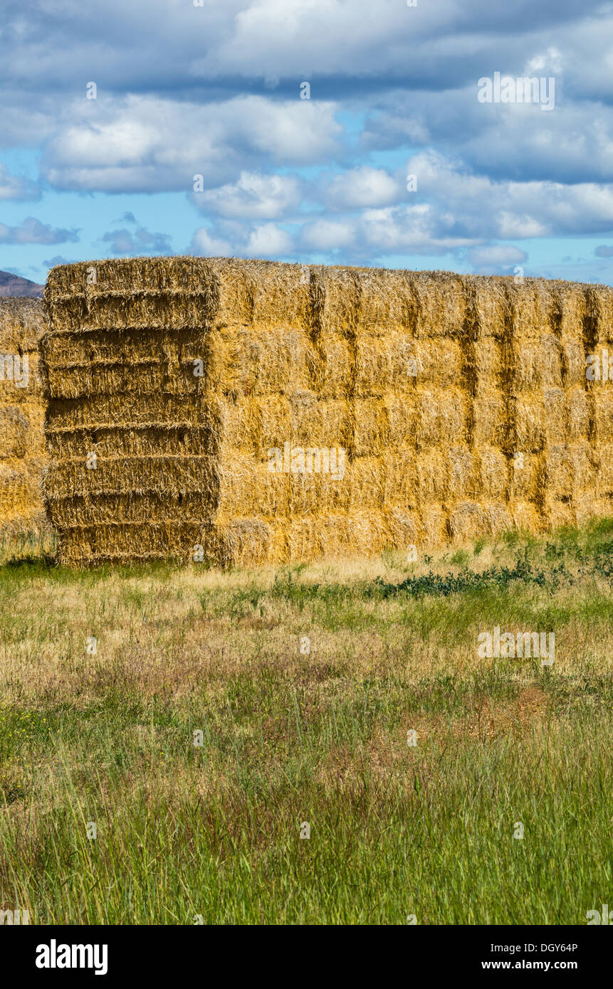 Straw bales are stacked to be used as winter feed for livestock. Oregon, USA Stock Photo Alamy