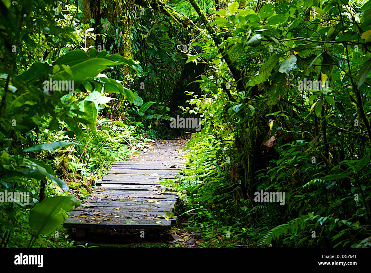 Wooden based trail heading towards the woods at the Monteverde Biological Reserve Stock Photo