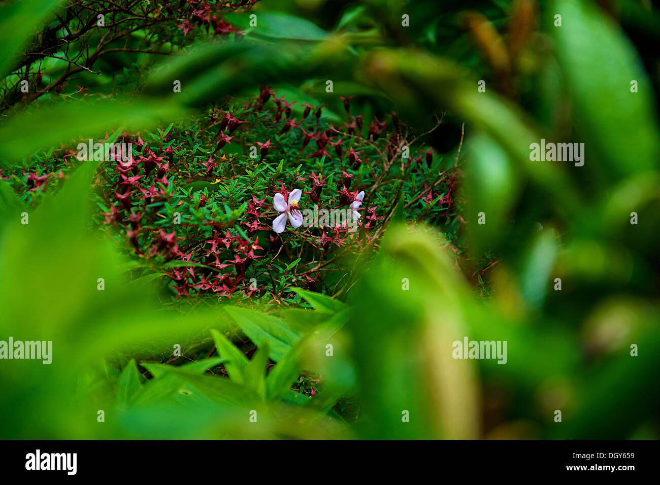 The only two white flowers that had sprouted in that area at the Monteverde Biological Reserve. Stock Photo