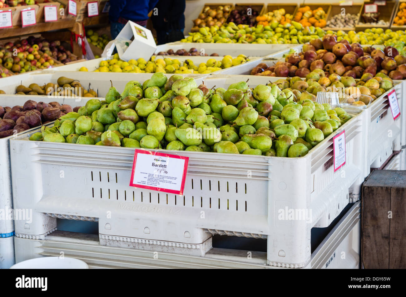Parkdale, Oregon Apples in bulk bins for sale at a local orchard Stock