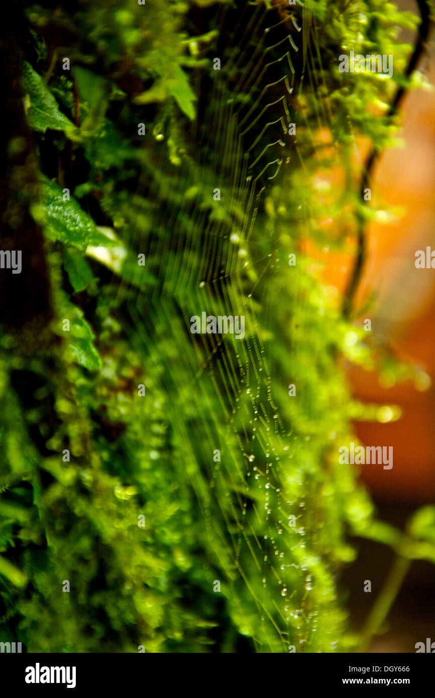 Wet tiny spider web made at a side of a tree at the Monteverde Biological Reserve. Stock Photo