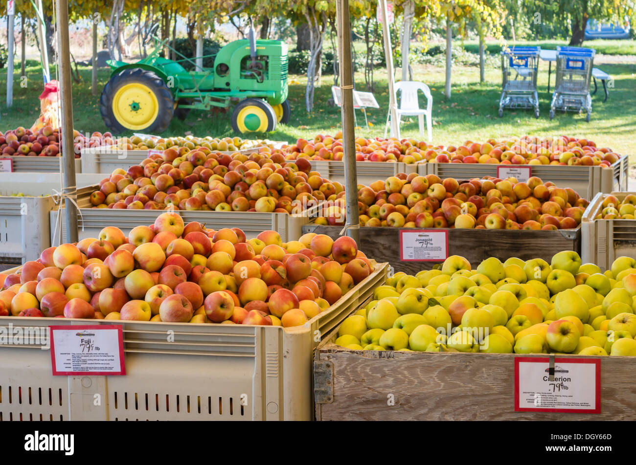 Parkdale, Oregon Apples in bulk bins for sale at a local orchard Stock