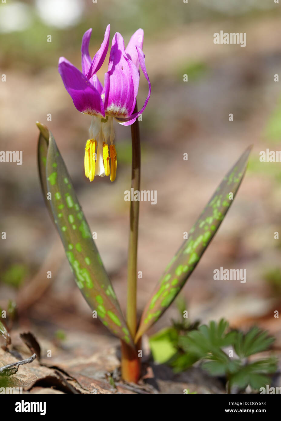 Spring flower Erythronium sibiricum in the forest Stock Photo