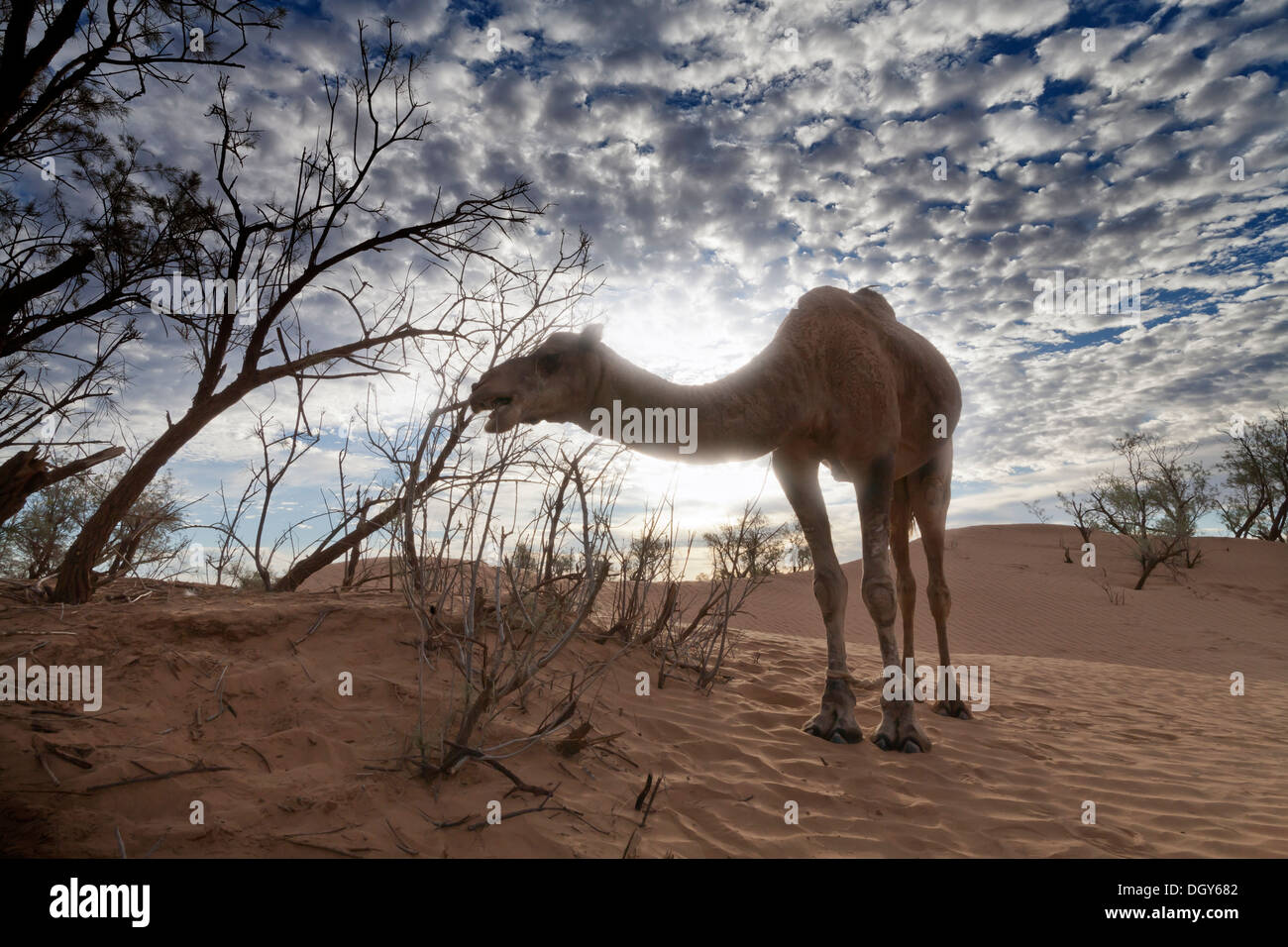 Dromedary camel partly silhouetted eating from a tamarisk tree in the desert with a mottled dawn sky behind Stock Photo