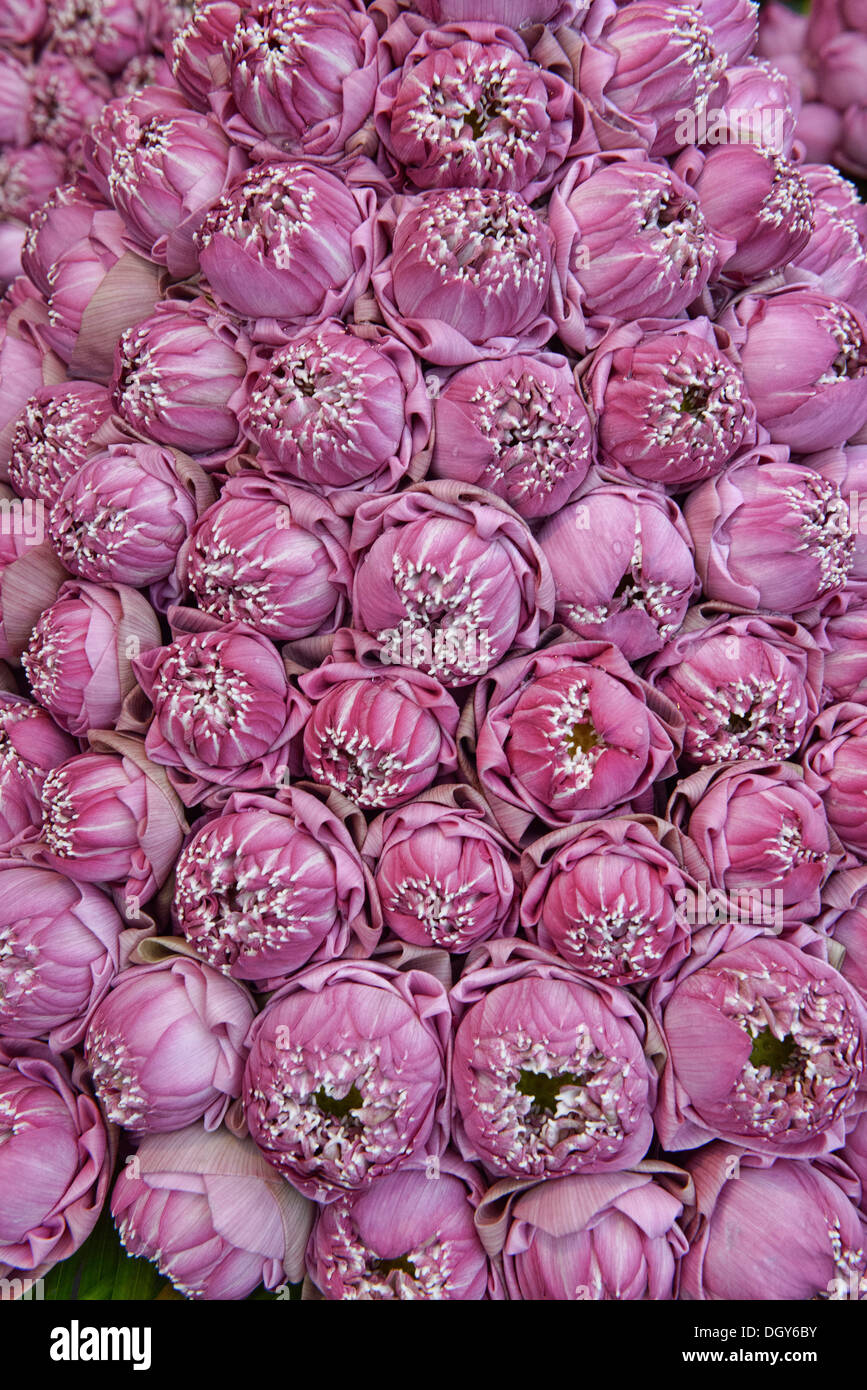 lotus flowers for sale at Psar Thmei Market, Phnom Penh, Cambodia Stock Photo Alamy