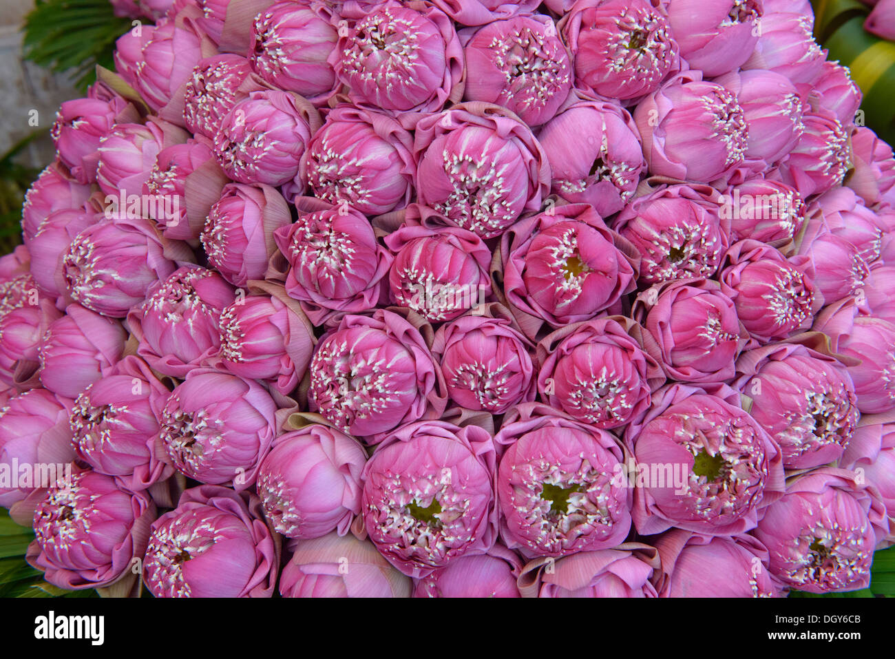 lotus flowers for sale at Psar Thmei Market, Phnom Penh, Cambodia Stock