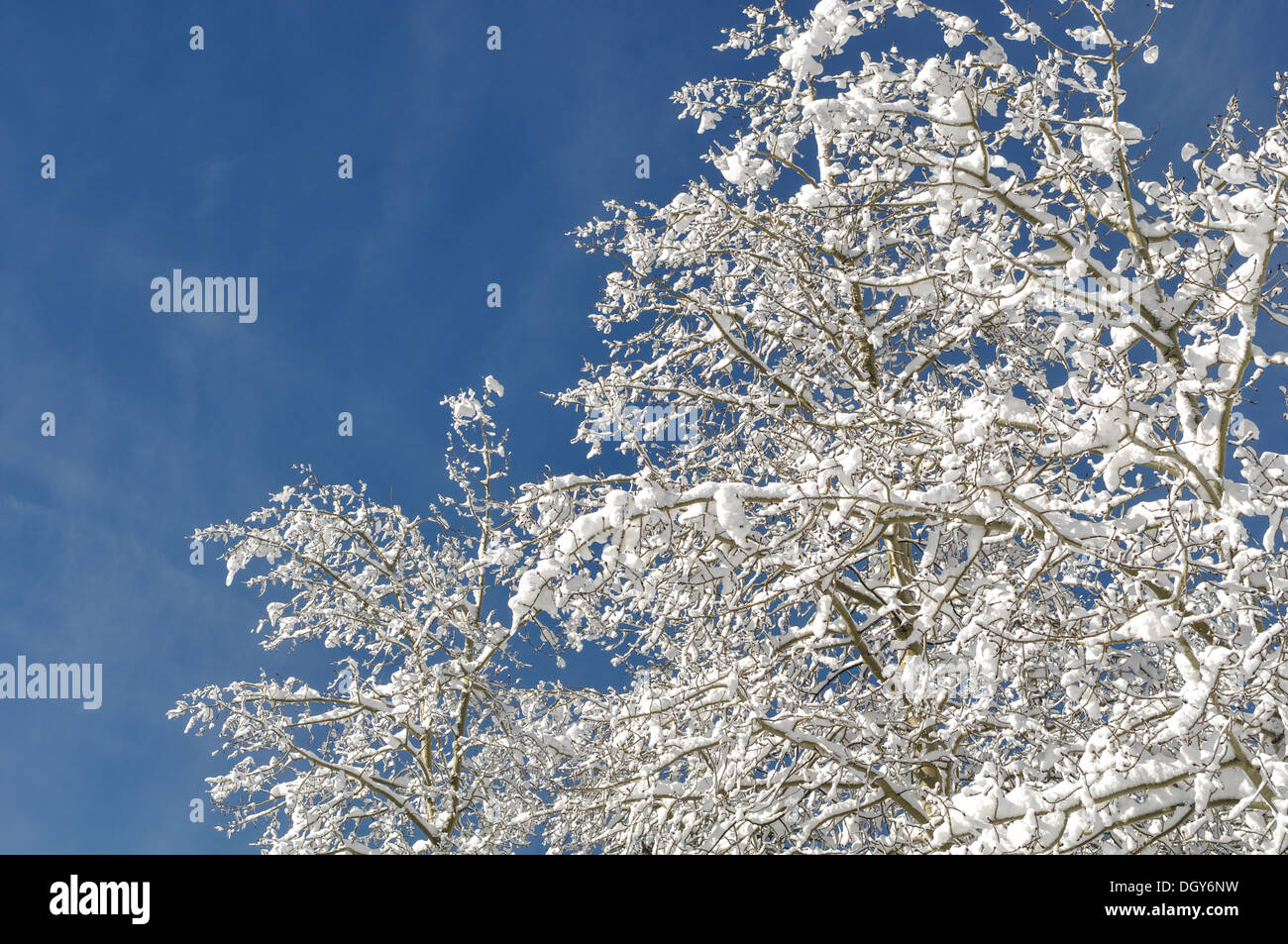 Snow on branches hi-res stock photography and images - Alamy