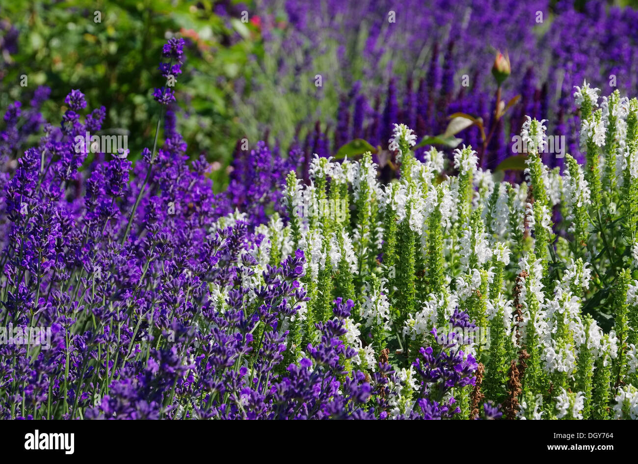 Lavendel und Salbei - lavendar and salvia 01 Stock Photo