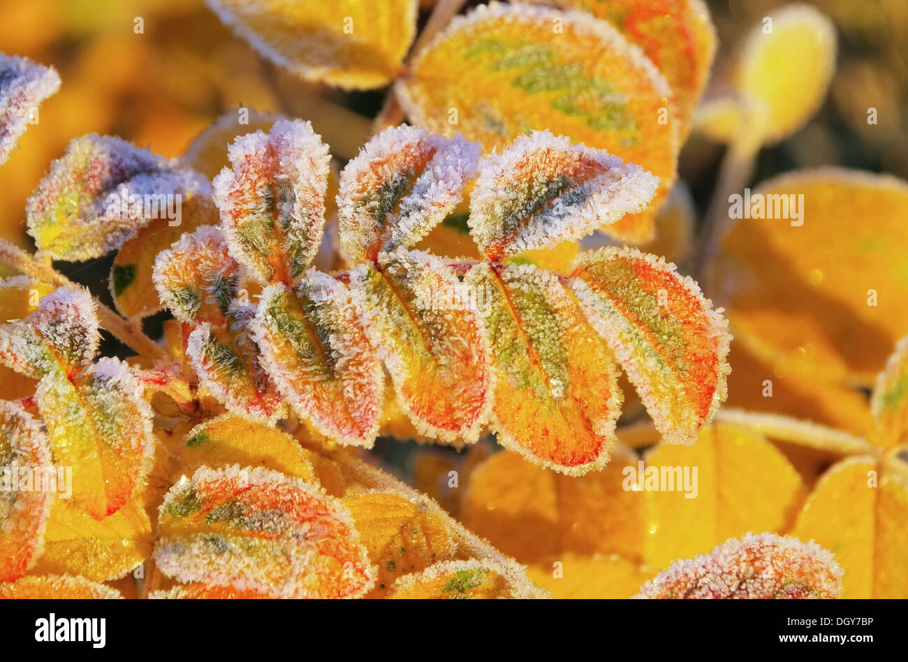 Rosenblatt mit Raureif - rose leaf with hoarfrost 01 Stock Photo