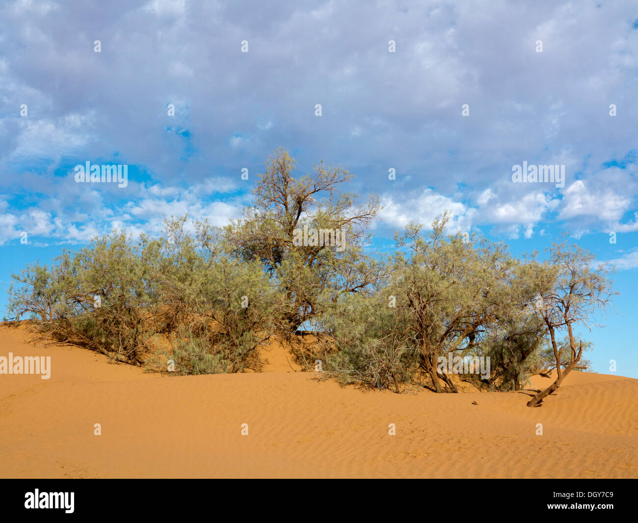 Tamarisk tree outcrop on top of a sand dune against a blue sky with light mottled cloud Morocco Stock Photo