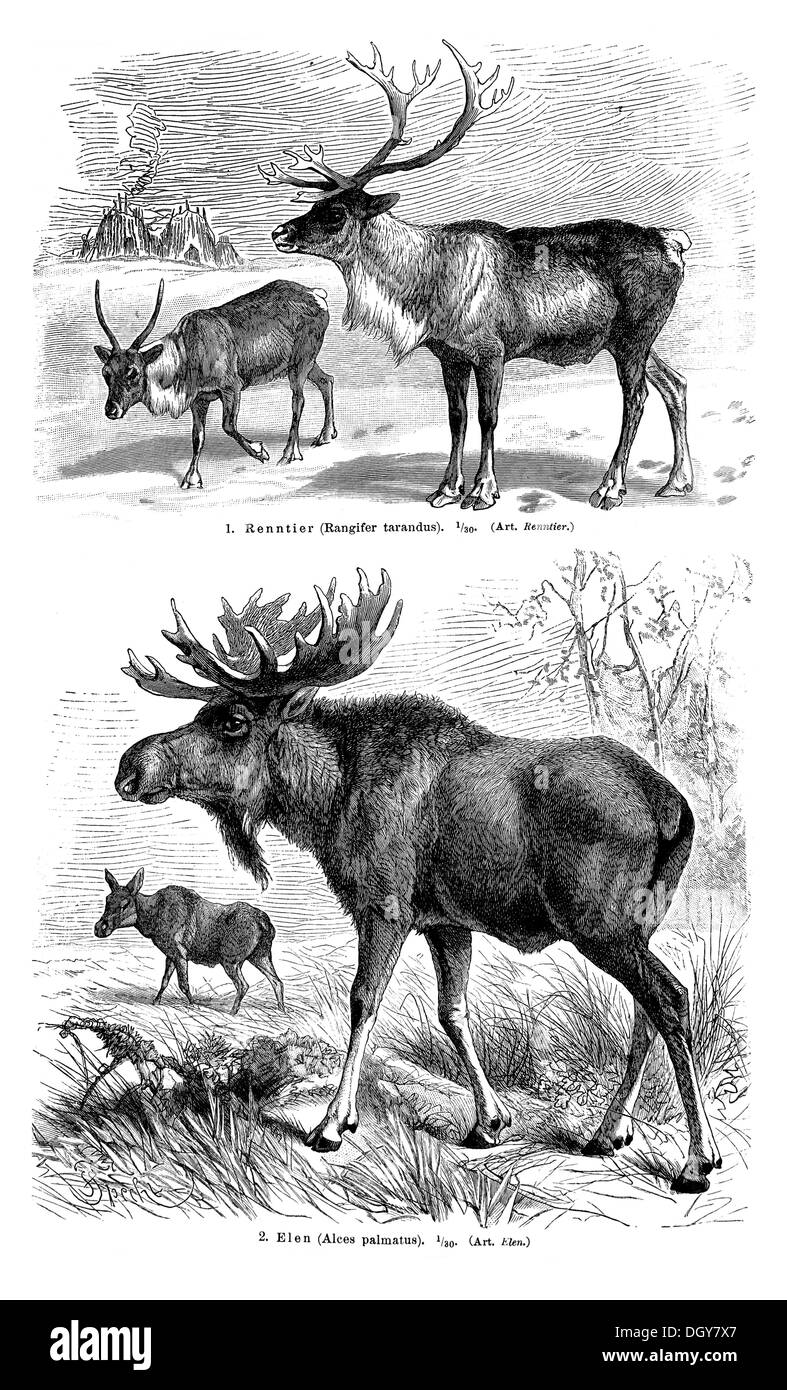 Display chart, Deer II, illustration from Meyers Konversations-Lexikon encyclopaedia, 1897 Stock Photo