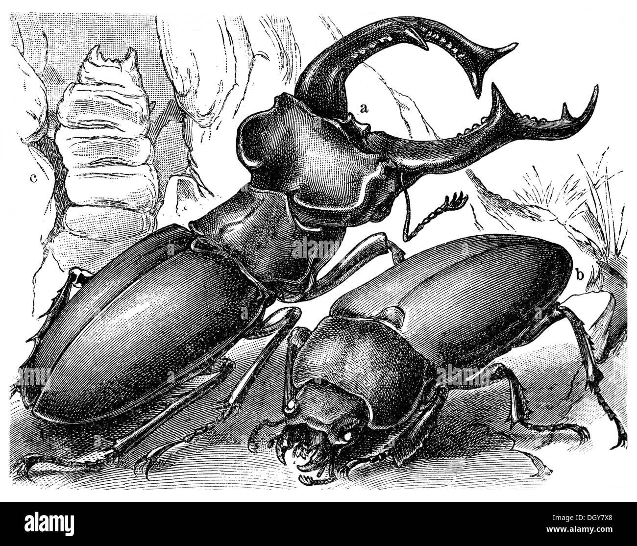 Stag Beetle (Lucanus cervus), a male, b female, c larva, illustration from Meyers Konversations-Lexikon encyclopaedia, 1897 Stock Photo