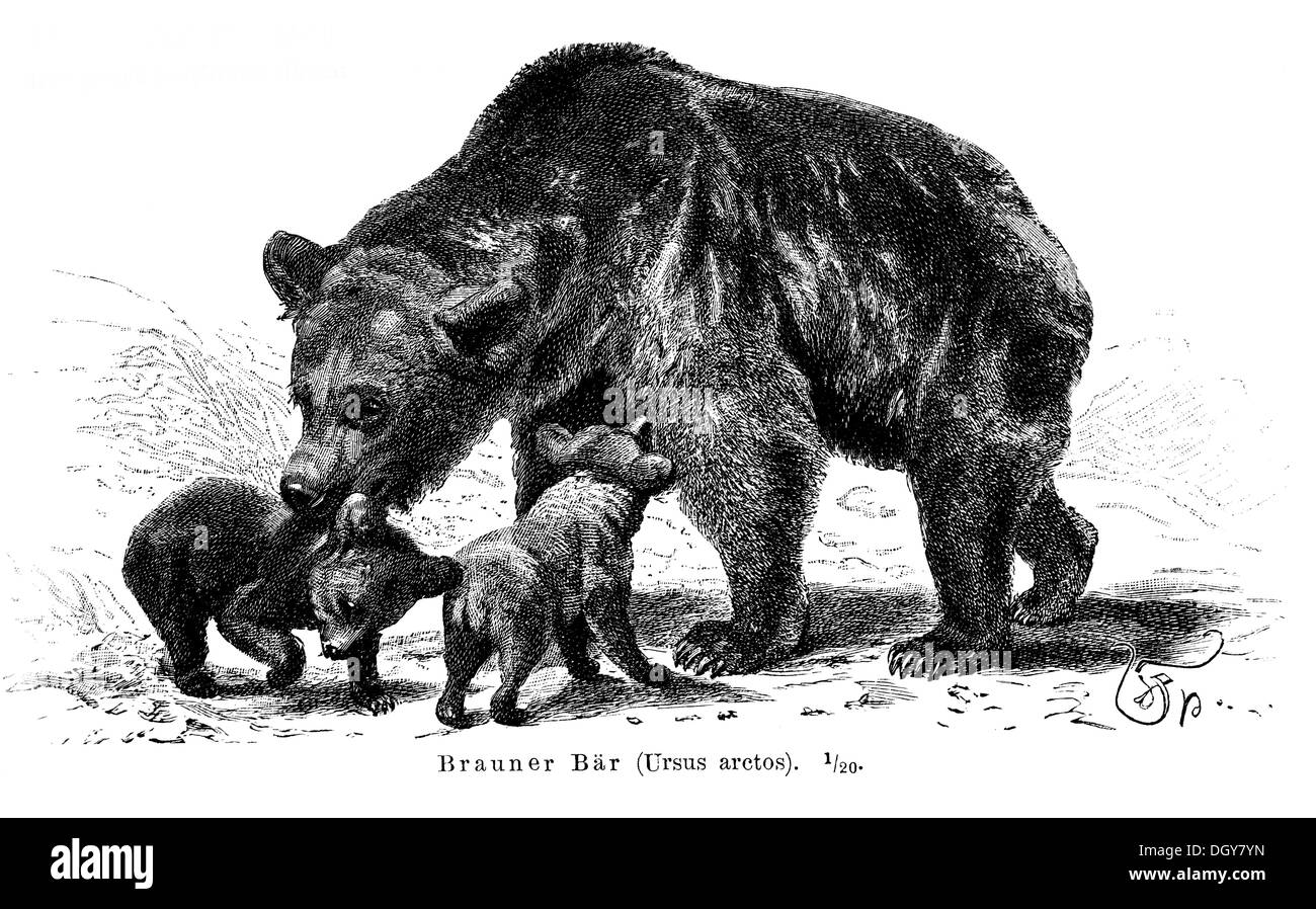 Brown bears (Ursus arctos), illustration from Meyers Encyclopedia, 1897 Stock Photo