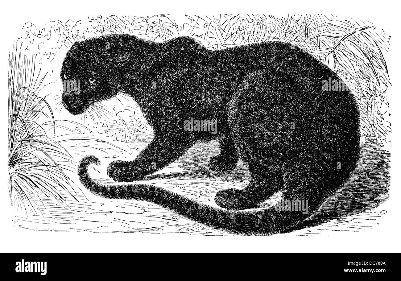 Newest For Realistic Black Panther Drawing Animal | Inter Venus