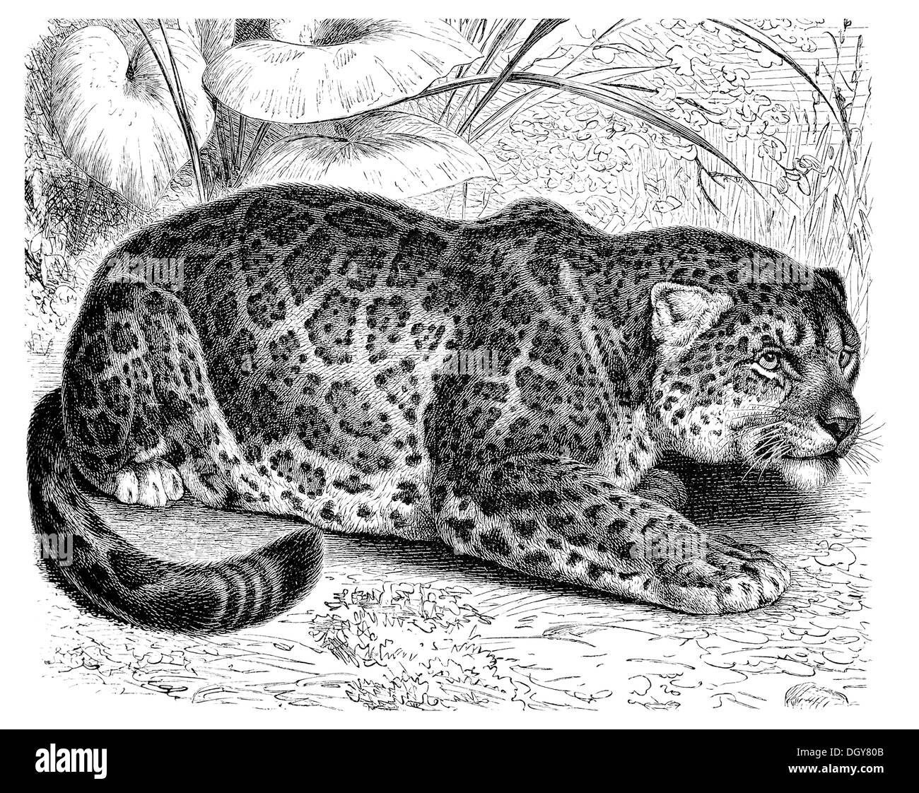 Jaguar (Panthera onca), illustration from Meyers Encyclopedia, 1897 Stock Photo