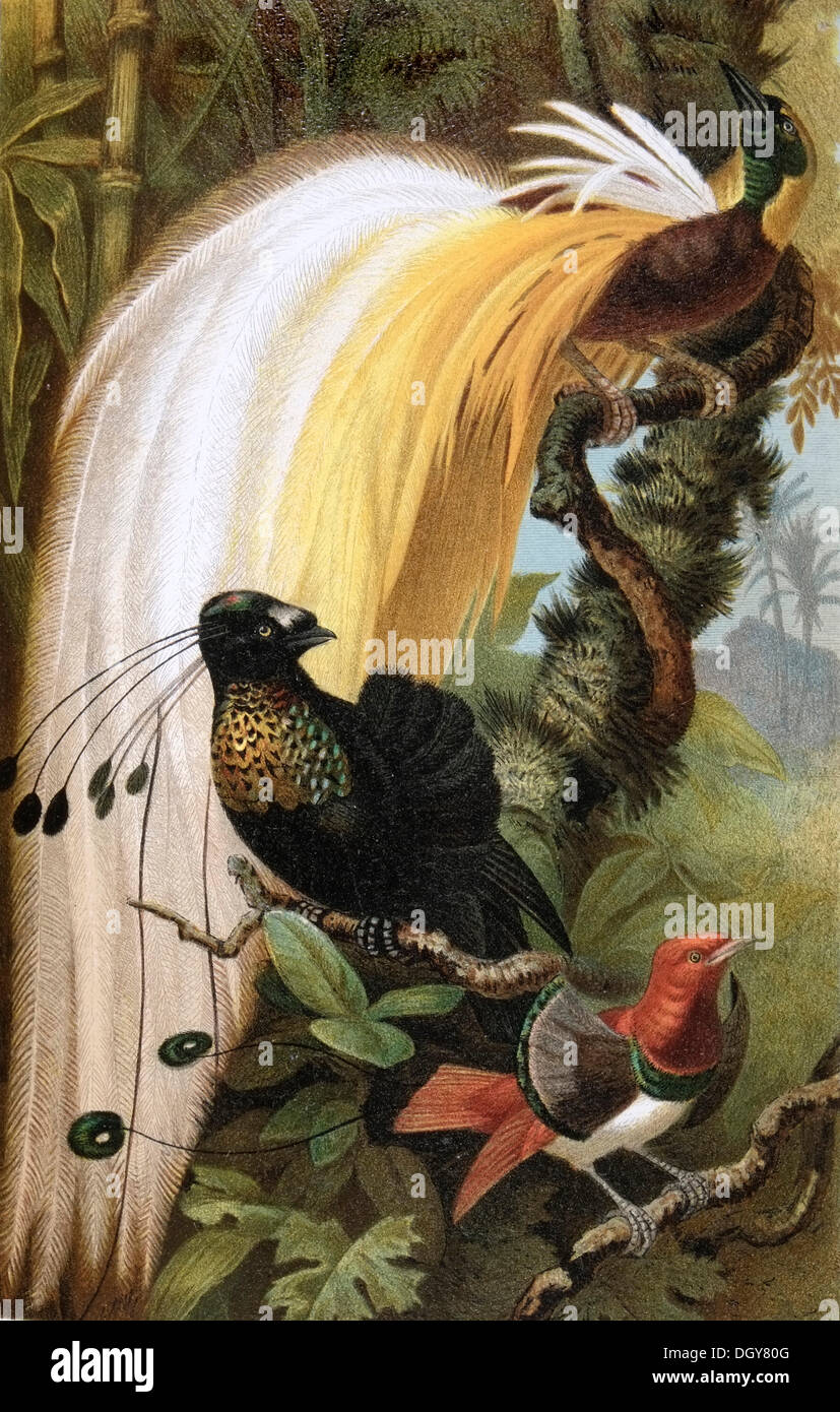 Panel, birds of paradise (Paradisaeidae), illustration from Meyers Encyclopedia, 1897 Stock Photo