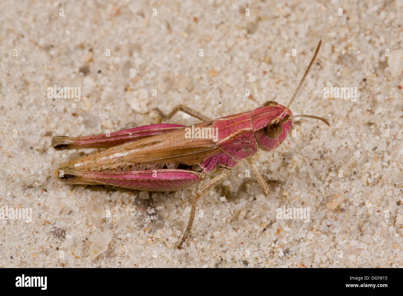 Brightly Coloured Insects High Resolution Stock Photography and Images ...