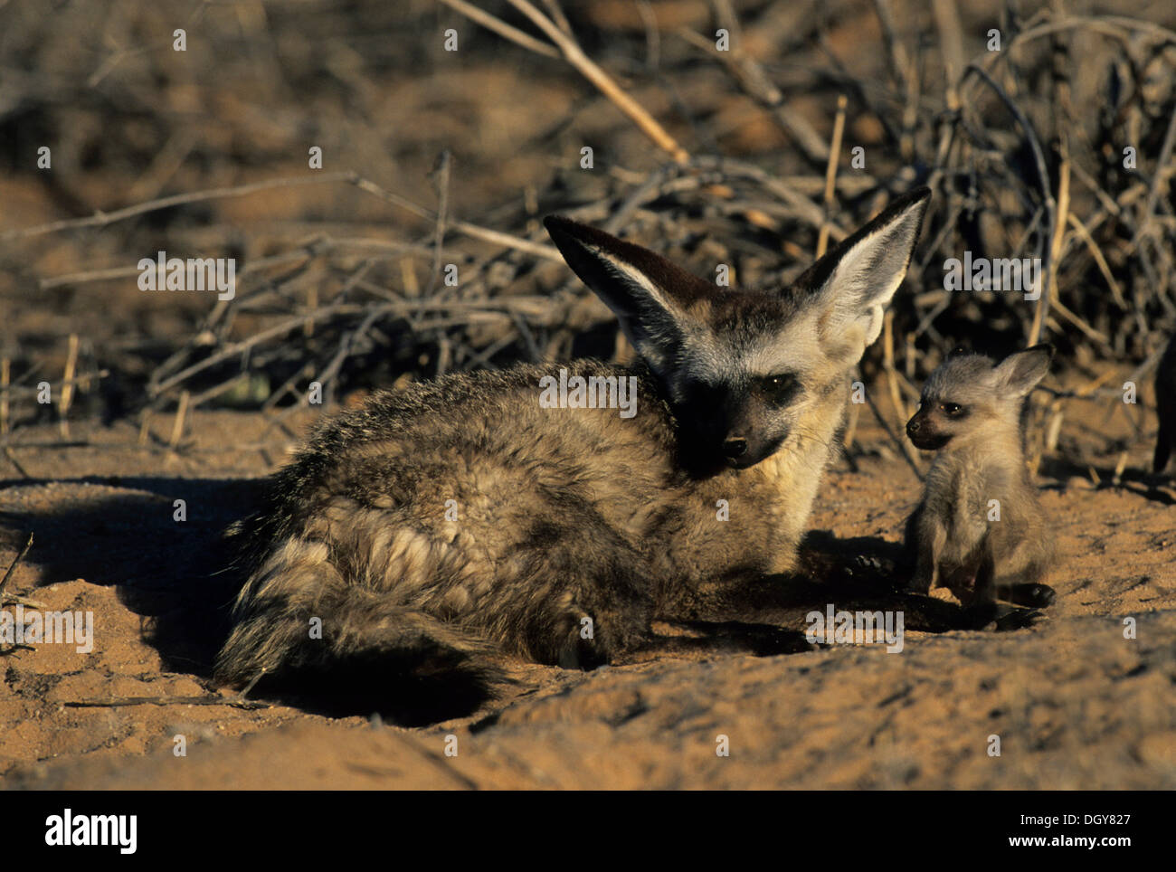 Bat-eared Fox (Otocyon megalotis), female adult and cub, Kgalagadi Transfrontier Park, Kalahari, South Africa, Africa Stock Photo