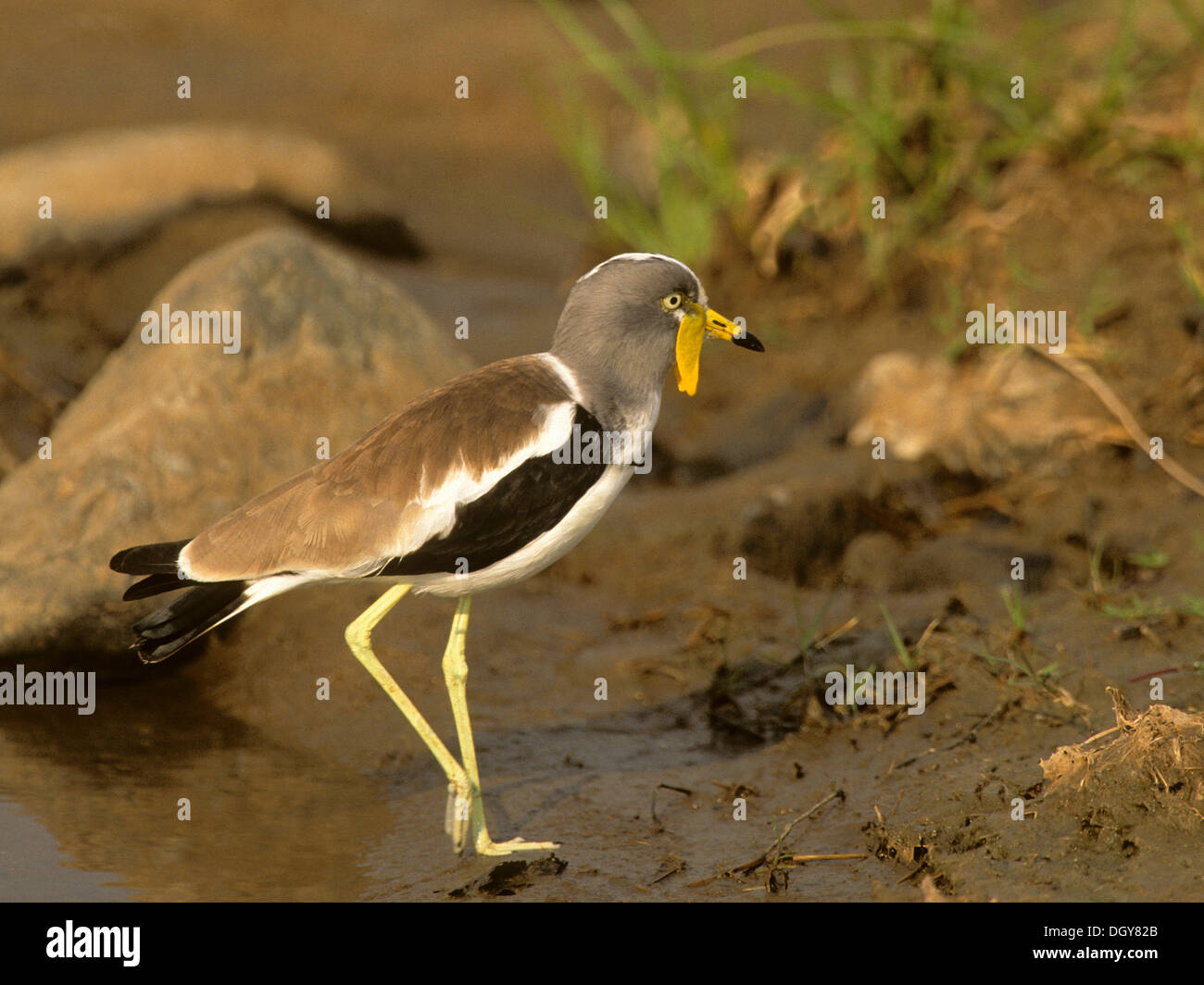 White-headed Lapwing, White-headed Plover or White-crowned Plover (Vanellus albiceps), Kruger National Park, South Africa Stock Photo