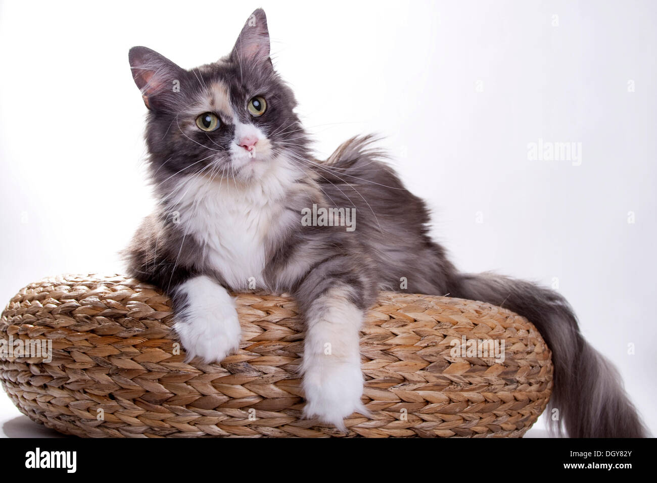 Maine Coon cat lying on a basket Stock Photo Alamy