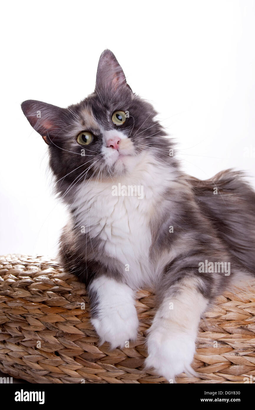 Maine Coon cat lying on a basket Stock Photo Alamy