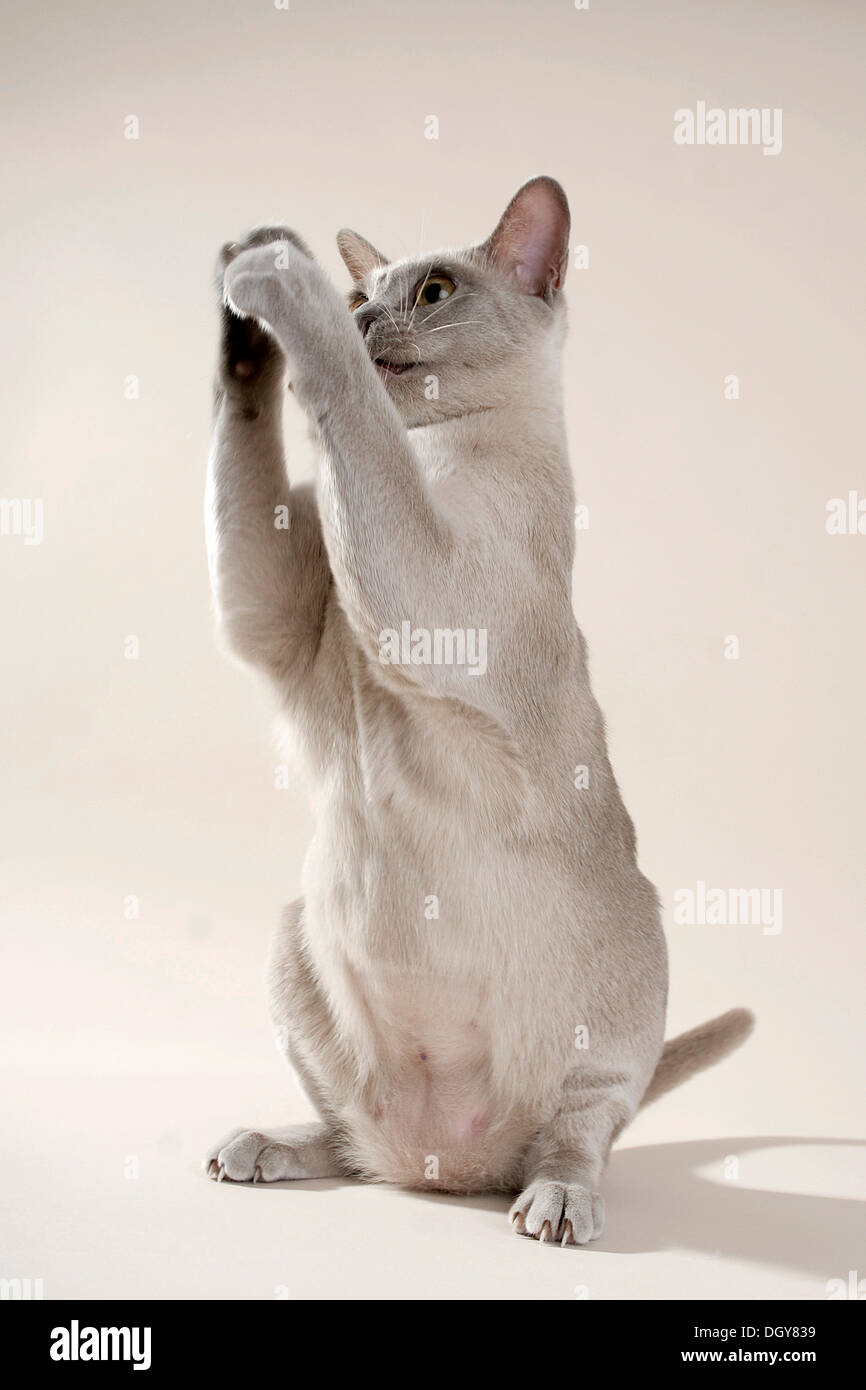 Lilac-colored Burmese cat in a catch position Stock Photo