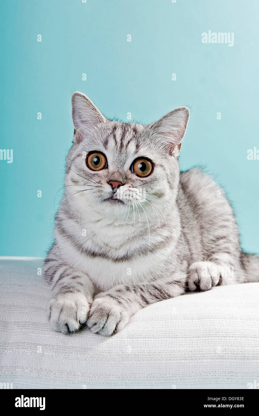 Silver Tabby British Shorthair Cat Lying On A Pillow Stock Photo Alamy