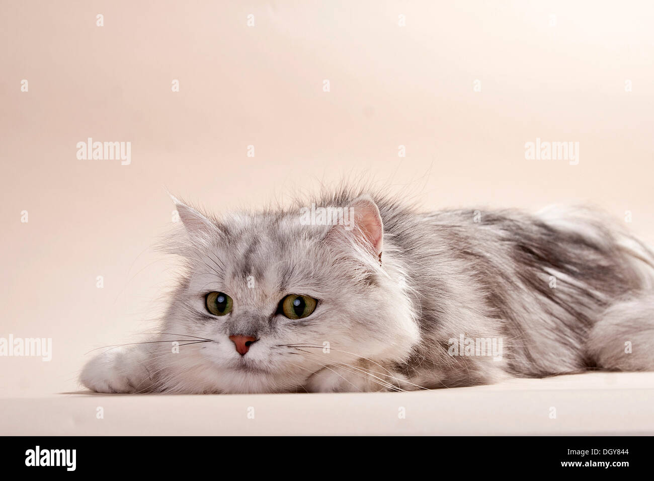 Silver-shaded British longhair cat lying on the floor Stock Photo