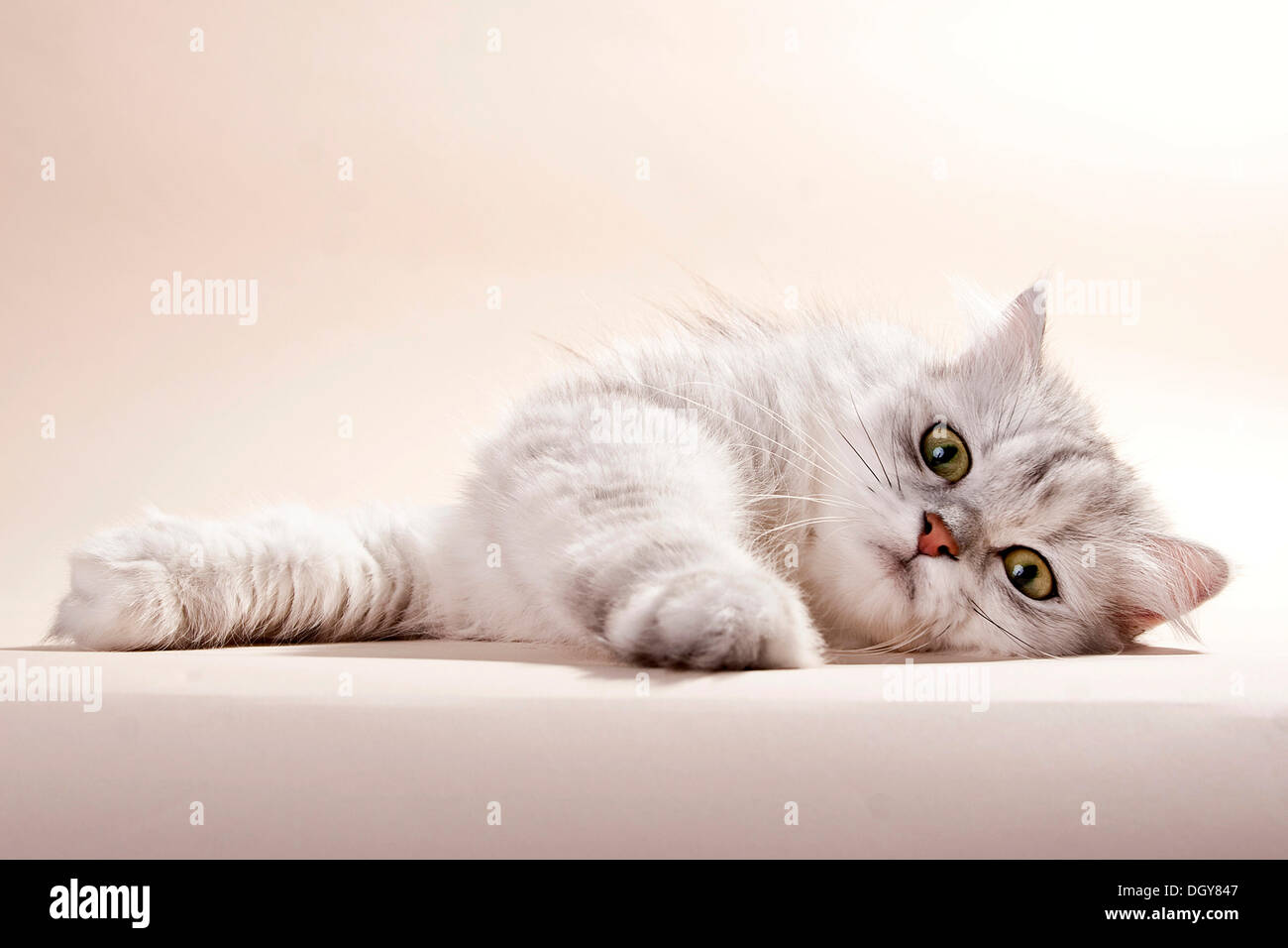 Silver-shaded British longhair cat lying on its side Stock Photo
